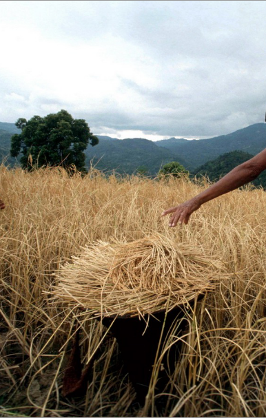 Naga Hills